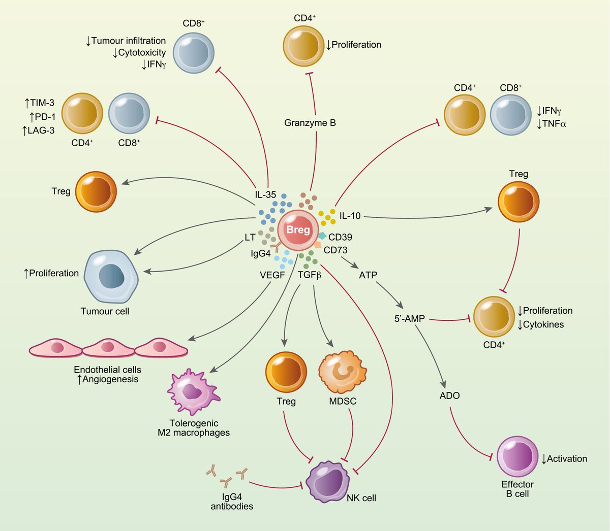 CEIjournal's tweet photo. Review | Mechanisms of induction of #Bregs in the #tumour microenvironment & their contribution to #immunosuppression & pro-tumour responses
🔶 Part of our new Review Series: Immune cell-antibody interactions in health & disease 🔶
Read for free: https://t.co/mjeGToFbWo https://t.co/vglsGXzzbe