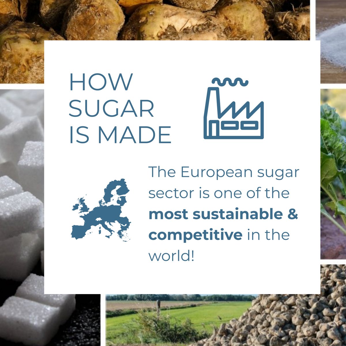 SugarEurope's tweet photo. Many people are not aware that sugar is produced in #Europe. But the European sugar #industry is one of the most #sustainable and #competitive on the planet. It all starts with the sugar #beet, a fascinating and versatile temperate crop. #HowSugarIsMade https://t.co/yFnu0mQUX3