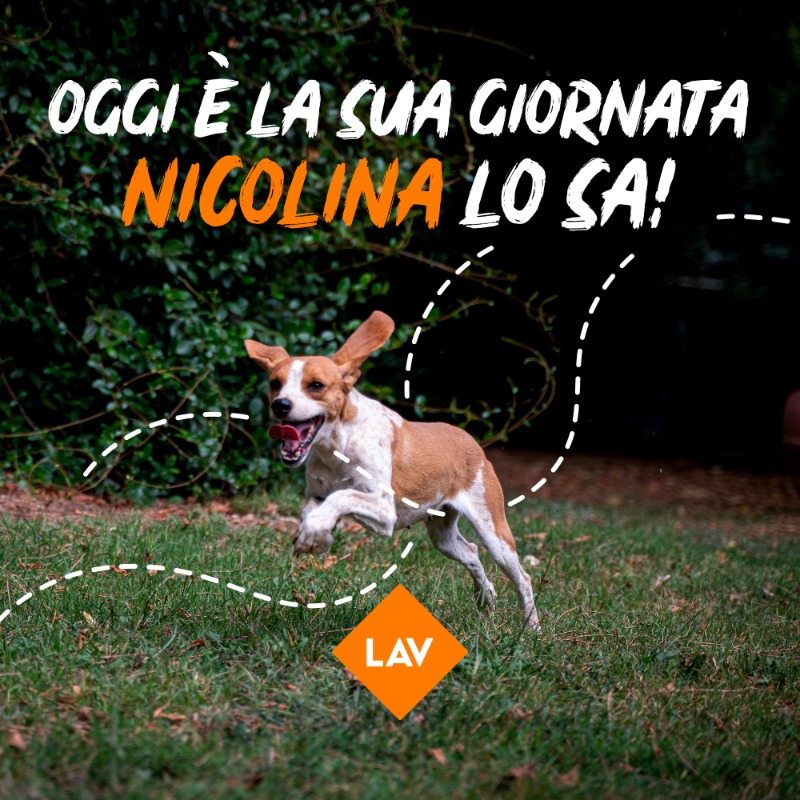 LAV_Italia's tweet photo. Oggi è la #GiornataMondialeDegliAnimali, Nicolina lo sa! 🧡🐶

Salvata dagli incendi che hanno devastato la Sardegna, aspetta ancora di trovare una famiglia che si prenda cura di lei.

#WorldAnimalsDay #4ottobre 

Adotta Nicolina, è un gesto che riempirà la tua vita d’amore!👇