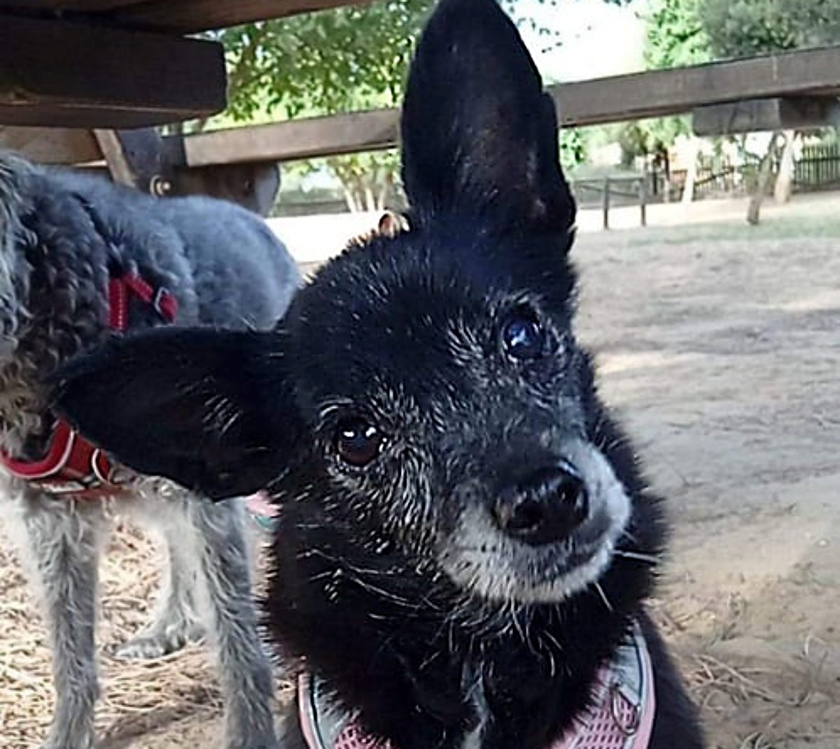 Lo que duele no es envejecer, es hacerlo sol@... 😞 

#SEVILLA
#MORITA tiene 10 años y era la perra de alguien, aunque su casa era parecida a la calle.

Está lista para marcharse, pero no tiene a dónde ir..

Aviso; ¡sabe más que cuatro enciclopedias 😅

ellegadodearoa@gmail.com