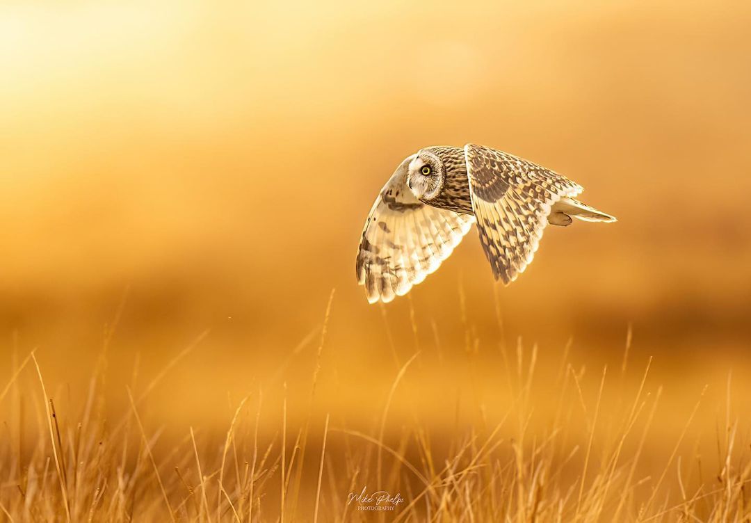𝐖𝐢𝐥𝐝𝐬𝐜𝐚𝐩𝐢𝐚 𝐏𝐡𝐨𝐭𝐨 𝐨𝐟 𝐭𝐡𝐞 𝐝𝐚𝐲

Fly Under the Golden Light
📸 By @phelpsphotographyx

#wildlife #wildlifephotography #nature
#naturephotography #conservation #wildlife_shots  #worldwildlifehub #naturelovers #bestwildlife #bestwildlifephotography