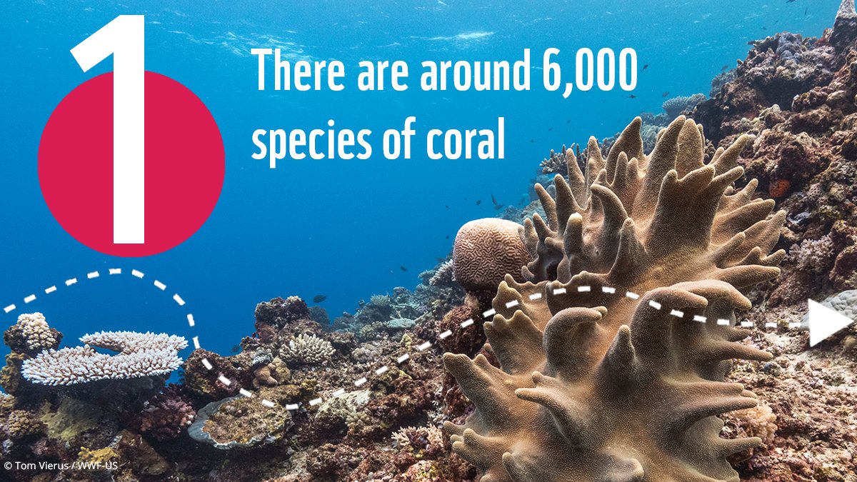 wwf_uk's tweet photo. Today is #WorldAnimalDay  

When thinking of animals, most people imagine mammals, reptiles or birds...but did you know that corals are animals too?! 🤔 
 
WWF is working to protect coral reefs around the world to prevent these amazing animals becoming forgotten fauna 🌊 https://t.co/eE654Bbws1