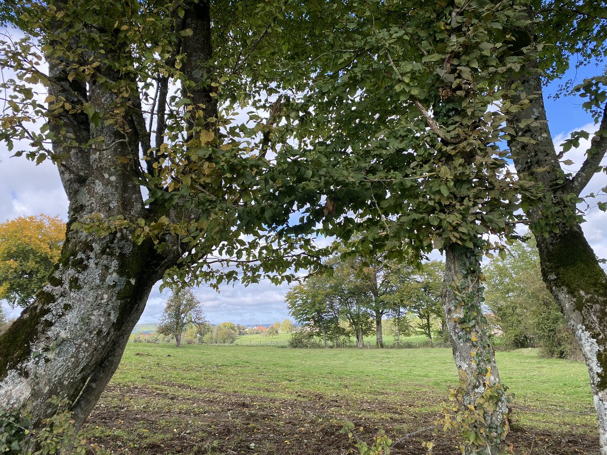 BettyBesselsen's tweet image. In etappes onderweg naar NL. Gisteren supergezellig en lekker gegeten bij #Hautoreille in #Bannes
Het wordt nu echt herfst, is even wennen na de zuidelijke warmte. Maar het is een prachtig jaargetijde.
Nu een heerlijk kopje koffie en dan weer en route!