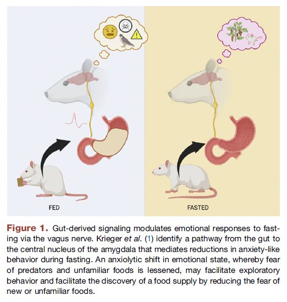 What an honor to have the @noble_lab comment on our recent article in @BiologicalPsyc1! 🤩😊 👉'Behavioral Consequences of a Rumbling Tummy: Fasting Alters Emotional State via the Vagus Nerve' biologicalpsychiatryjournal.com/article/S0006-…