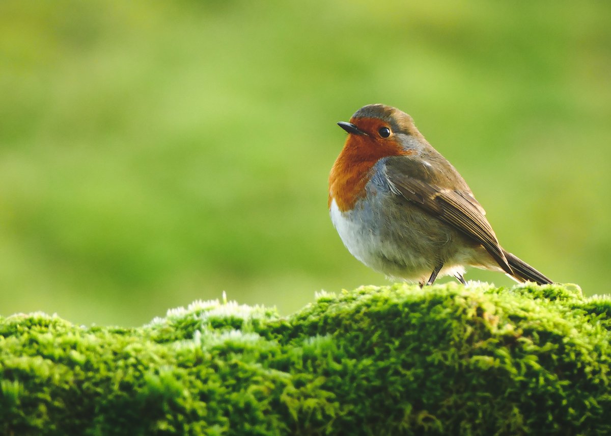 Cavendish Pavilion tweet media