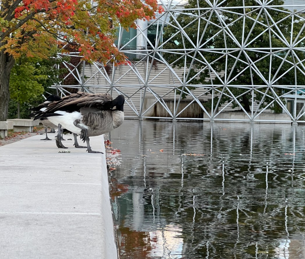 writing_climate's tweet photo. #canadianClimate #ccnetworkberlin Leben an der Biosphere auf St. Helene: Gans Gewächs Gewässer Gestell. Und am Jean Talon Market gibt es Ahornsirup vom Feinsten. Jede Chili hat ihren Preis - und der Kohl? Er hat den bioästhetischen Mehrwert entdeckt. https://t.co/4bdBDbdlOr