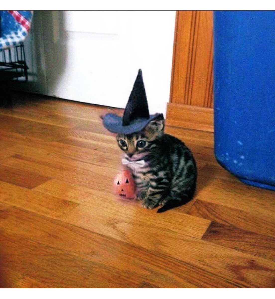 bib 🐥☕️ now on VGen! (@kapebeansies) on Twitter photo 