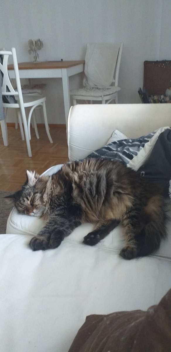 Hyvää #eläintenpäivää 
#CatsOfTwitter 
#dinsku #dooris