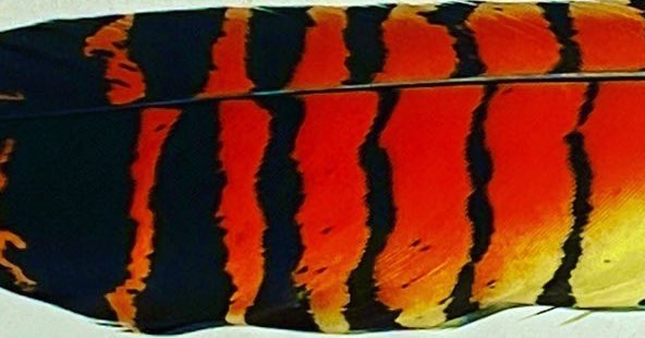 Dr_Rob_Davis's tweet photo. Who knew Red-tailed Black-Cockatoos and Aquatic Coralsnakes were related? https://t.co/t1PRSjfKVD