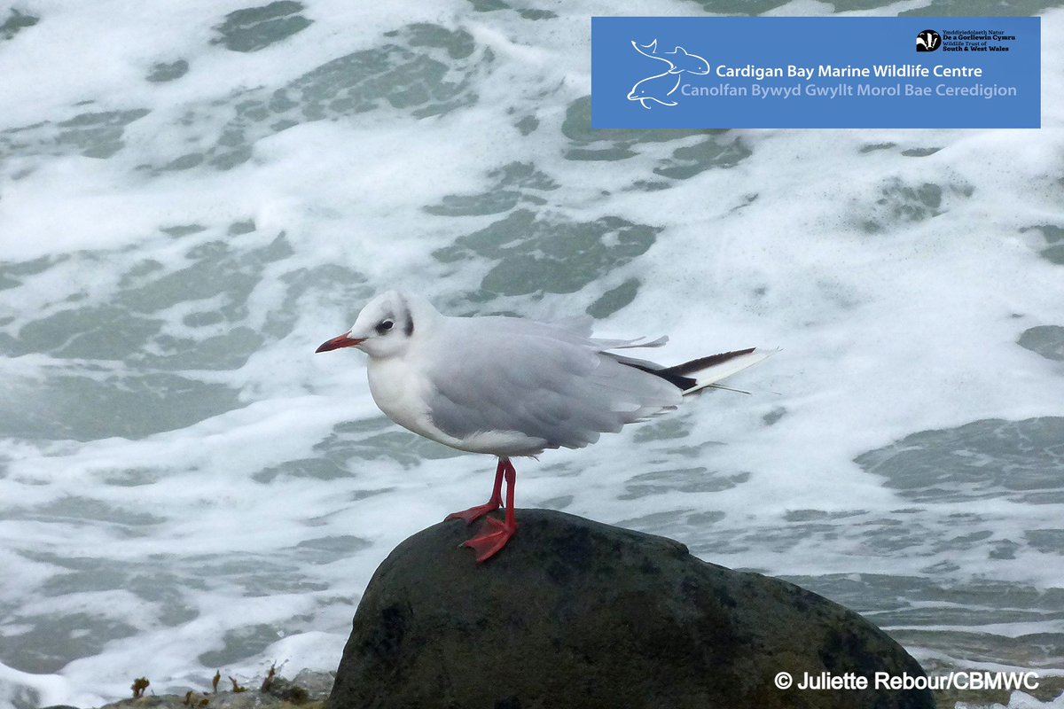 CBMWC News (@cbmwc) on Twitter photo #TwitchingTuesdays ๐ฆ
More of a chocolate-brown headed gull ๐ซ it's head is actually white for most of the year! โช Part of its Latin name means laughing due to their ke-ke-ke' and 'kverarrr' calls ๐ถ
<a href="/WTSWW/">WildlifeTrustSWWales ๐ฆก๐ฌ</a> <a href="/WTWales/">Wildlife Trusts Wales</a> #TwitchingTuesdays ๐ฆ
More of a chocolate-brown headed gull ๐ซ it's head is actually white for most of the year! โช Part of its Latin name means laughing due to their ke-ke-ke' and 'kverarrr' calls ๐ถ
<a href="/WTSWW/">WildlifeTrustSWWales ๐ฆก๐ฌ</a> <a href="/WTWales/">Wildlife Trusts Wales</a>