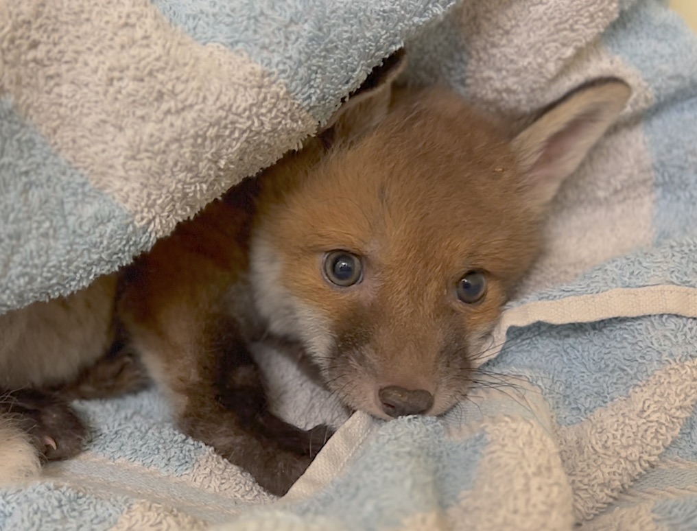 On #WorldAnimalDay support your local rescue 🌎   

We're supporting <a href="/HAwildlife/">Harper Asprey Wildlife Rescue</a> who work 24/7, 365 days a year to rescue, rehabilitate and release our native wildlife 🦡 🦊🦔  

Find out more here: hawr.co.uk