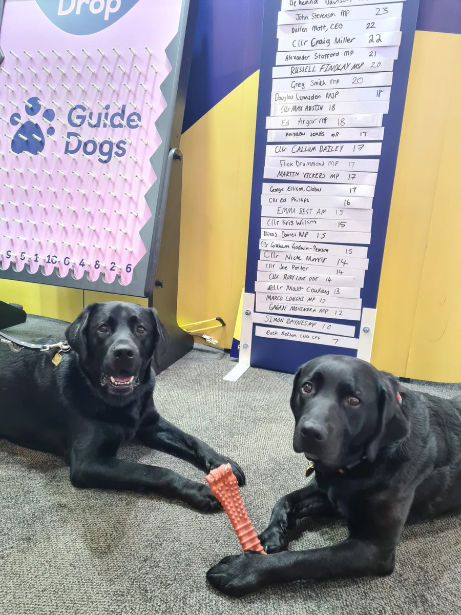 gdcampaigns's tweet photo. Guide Dogs Winne and Stevie are ready for day two of conference! #CPC22 #TakeALead https://t.co/EnpZFeVhpG