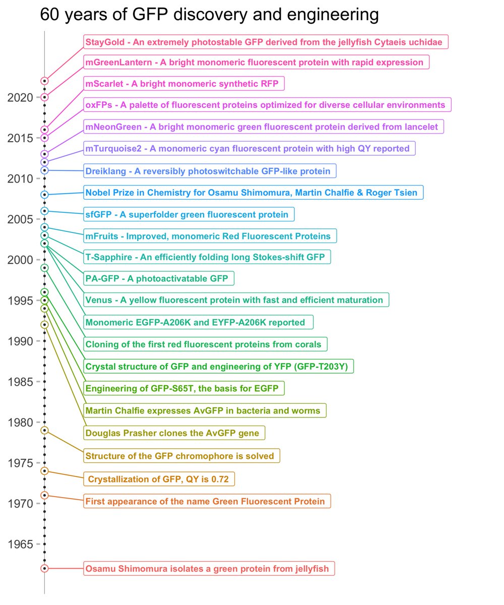 Joachim Goedhart (@joachimgoedhart) on Twitter photo I like timelines a lot. Here's a timeline of 60 years of GFP discovery and engineering, made for <a href="/focalplane_jcs/">FocalPlane</a>: focalplane.biologists.com/2022/10/04/six… I like timelines a lot. Here's a timeline of 60 years of GFP discovery and engineering, made for <a href="/focalplane_jcs/">FocalPlane</a>: focalplane.biologists.com/2022/10/04/six…