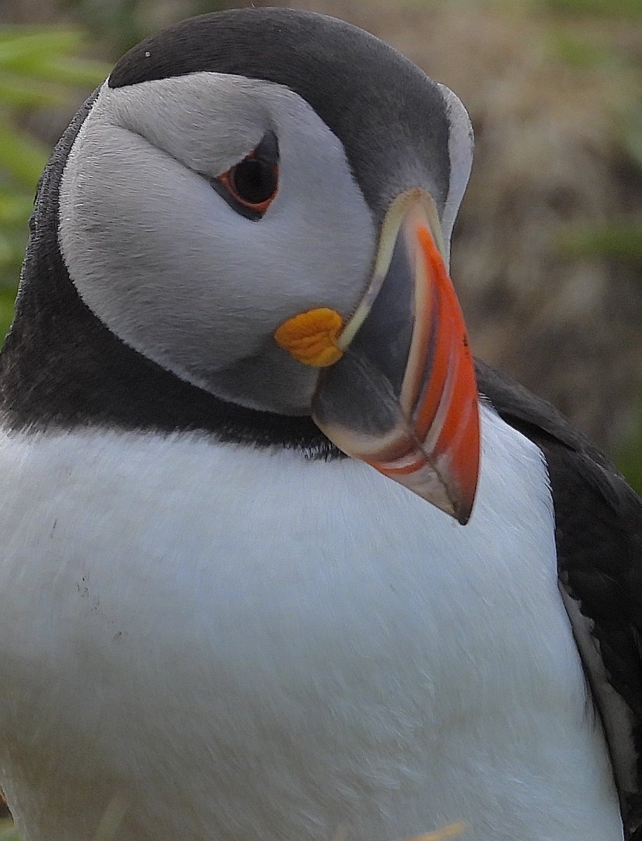 GaryBlack1970's tweet image. 🖤🤍”Your Daily Plump of Puffin”❤️🧡

#Birds #NaturePhotography #Nature #Puffins