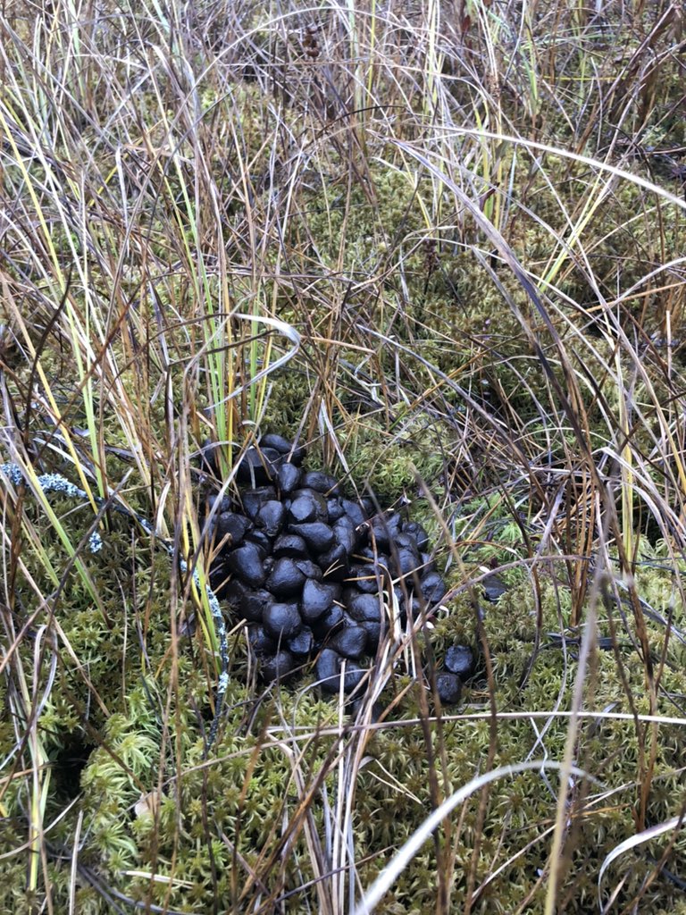 Мастер Илья tweet media