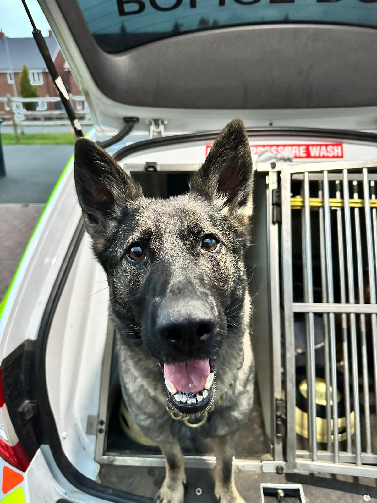 Can Police Dogs Smell Alcohol