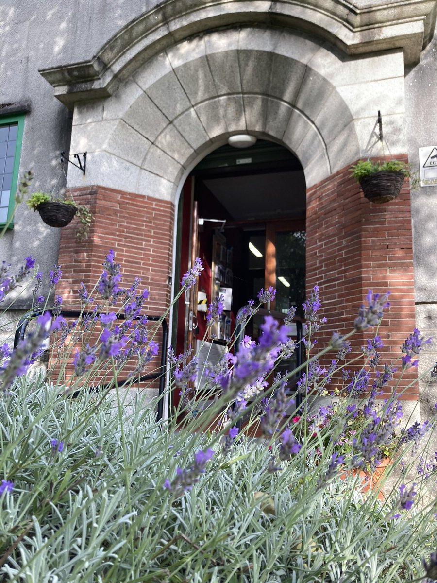 alisonwells's tweet image. Now working at #Shankilllibrary where the lavender walk underlines the tranquil location (on Library Road) and atmosphere of this bijou Carnegie library.