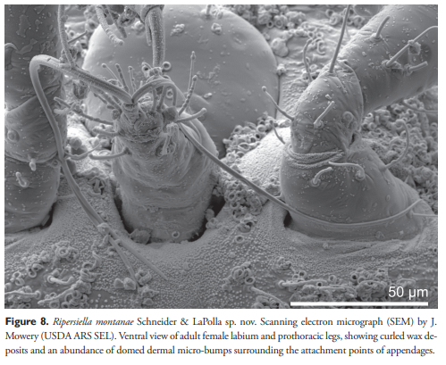 Tony Larkin (@tonylarkin_au) on Twitter photo USDA has been looking at mealybugs living in ants' nests. Imaging done on a Hitachi SU-7000 with PP3010 Cryo Prep System by <a href="/Quorum_UK/">Quorum Technologies</a>
doi.org/10.3897/zookey… USDA has been looking at mealybugs living in ants' nests. Imaging done on a Hitachi SU-7000 with PP3010 Cryo Prep System by <a href="/Quorum_UK/">Quorum Technologies</a>
doi.org/10.3897/zookey…