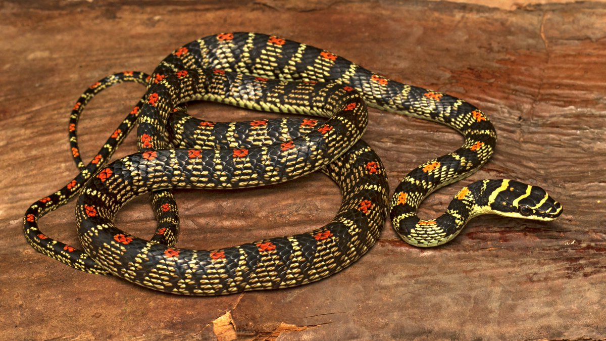 A beautiful individual of an Ornate flying snake from BR Hills.