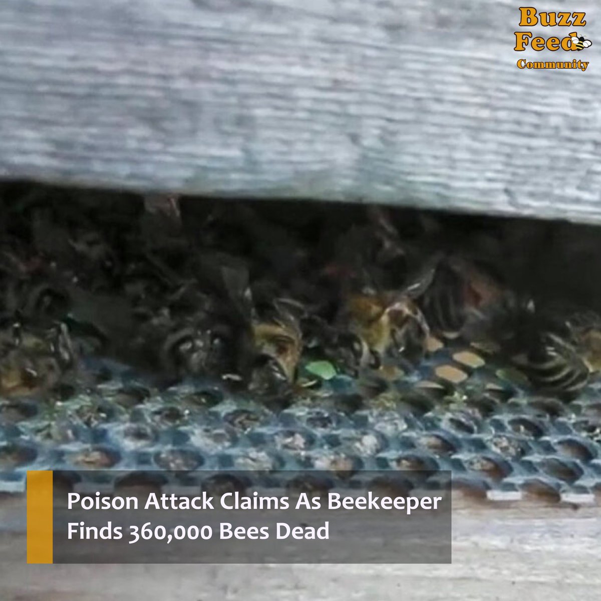 The_Bee_News's tweet photo. Eduard Aeby from #Ueberstorf in the Canton of #Fribourg, western #Switzerland is convinced that the #insects were poisoned.

More on: https://t.co/HiDn3RrRFM

#beekeeping #backyardbeekeeping #bees #beecolonies #hives #honeycombs https://t.co/tq8LO4Wl6m