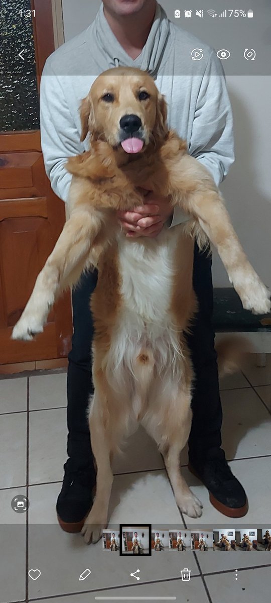 AllanCama2's tweet image. HEEY se perdió Roger mi bebe, por favor ayúdenme a dar con él, se perdió en Naranjo en la madrugada y puede que ande por Ciudad Quesada, por favor un retweet me serviría demasiado!