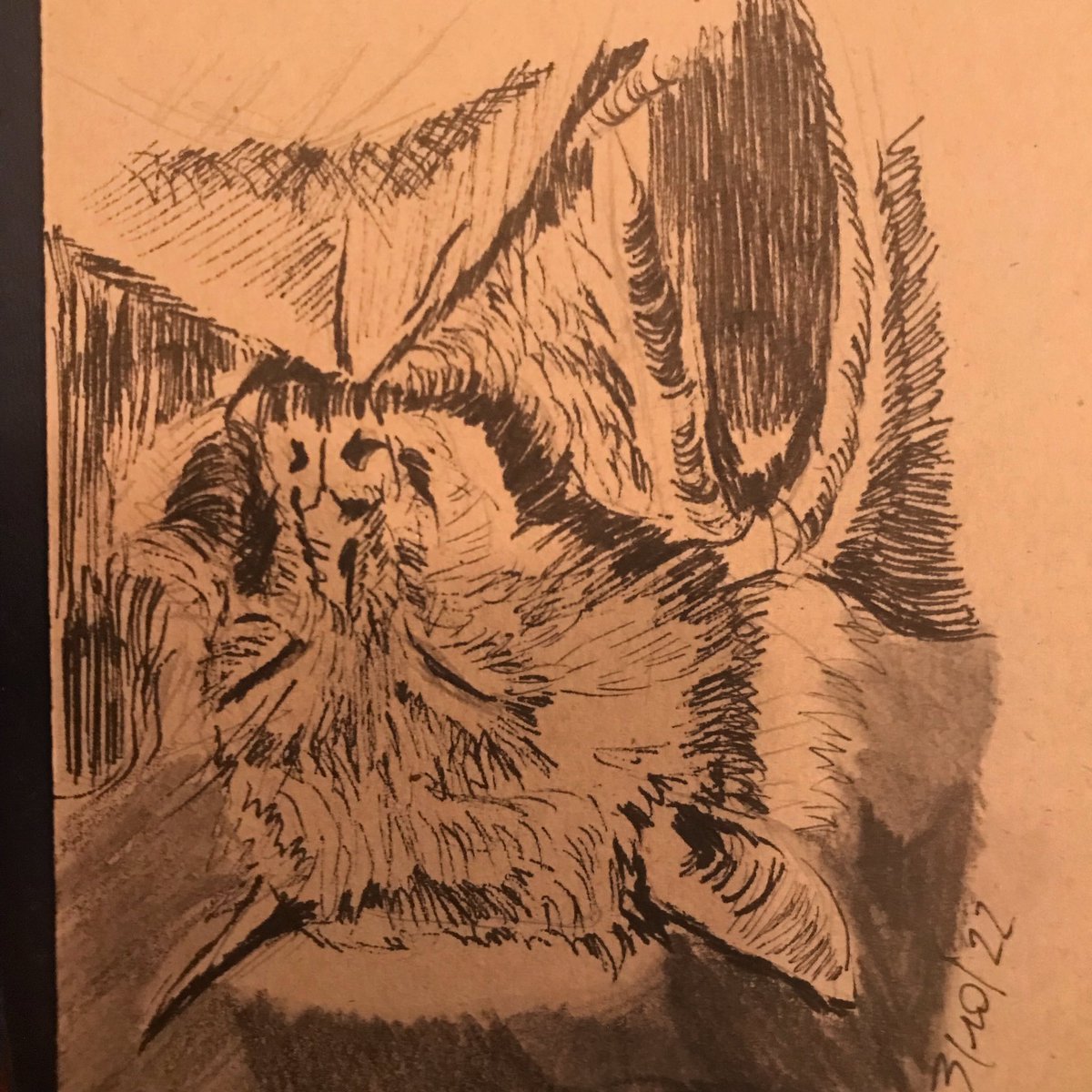 Bertmans's tweet image. #inktober2022 #tekenchallenge #drawingchallenge #dierendag
