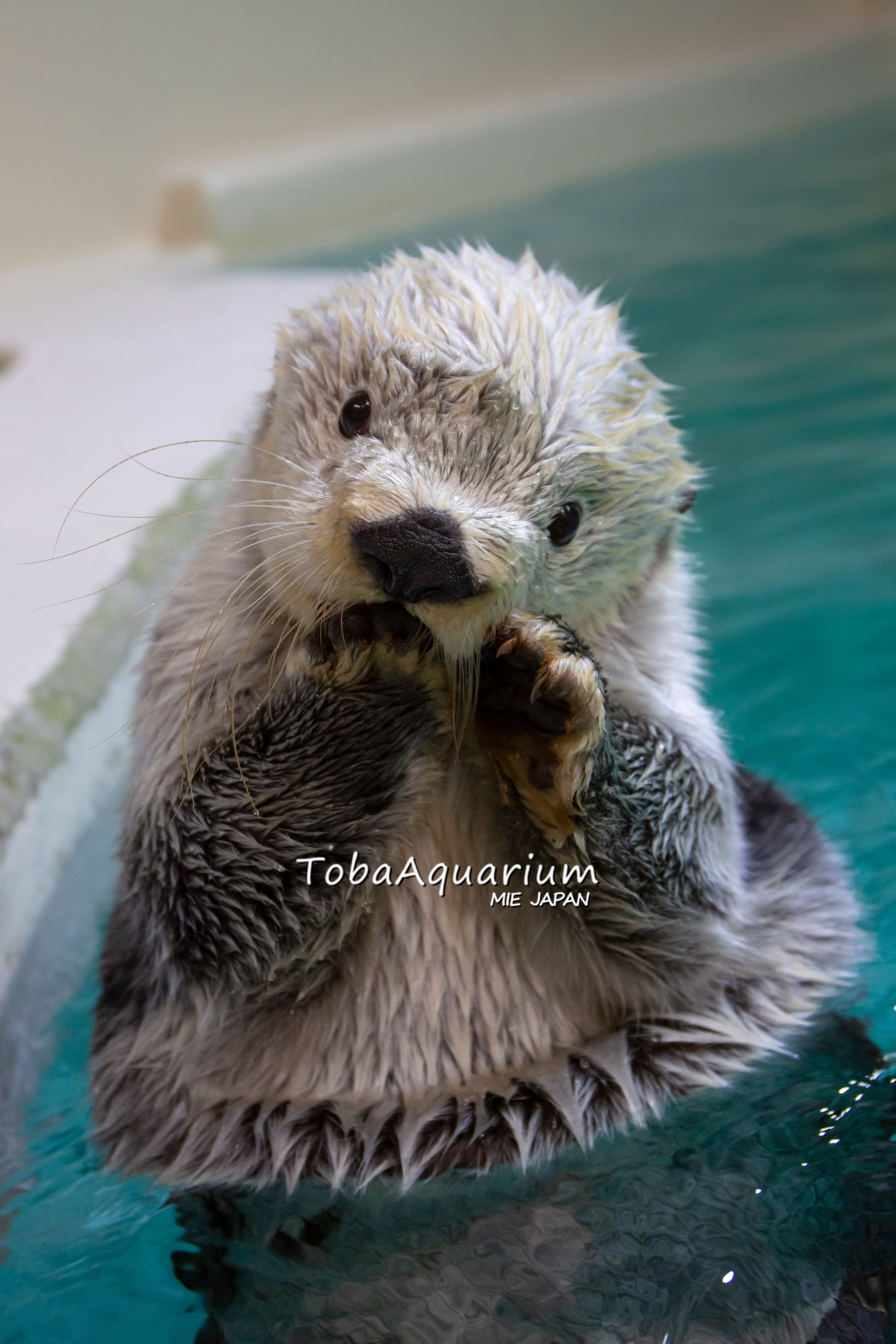 鳥羽水族館 ラッコ キラちゃん アクリルスタンド (鳥羽水族館 鳥羽水族館 ラッコ キラちゃん アクリルスタンド (鳥羽水族館