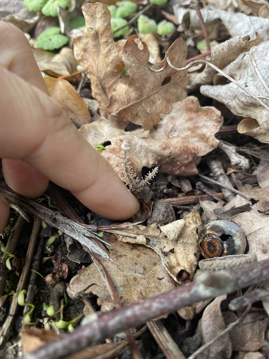 allthingsfungi's tweet photo. Dendrocollybia racemosa - Branched shanklet. Not my find but a collaborative effort to capture and record this beauty 🍀 thanks to all involved. #mycology #mushrooms #fungi #biodiversity #allthingsfungi #TwitterNatureCommunity https://t.co/lCTr56F7QW