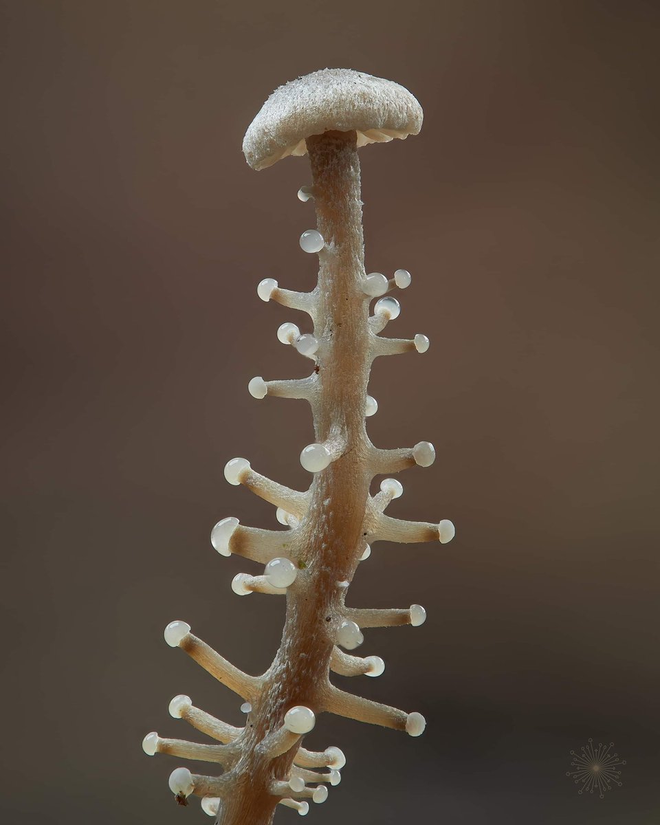 allthingsfungi's tweet photo. Dendrocollybia racemosa - Branched shanklet. Not my find but a collaborative effort to capture and record this beauty 🍀 thanks to all involved. #mycology #mushrooms #fungi #biodiversity #allthingsfungi #TwitterNatureCommunity https://t.co/lCTr56F7QW