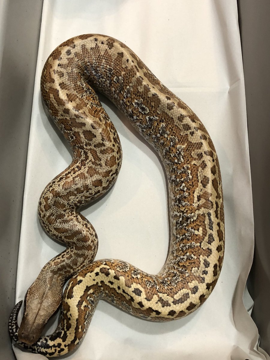 TenwaReptiles's tweet image. ブラッドパイソン
バティックhet T-アルビノ♀
ラスト1匹
#ブラッドパイソン
#バティック
#bloodpython