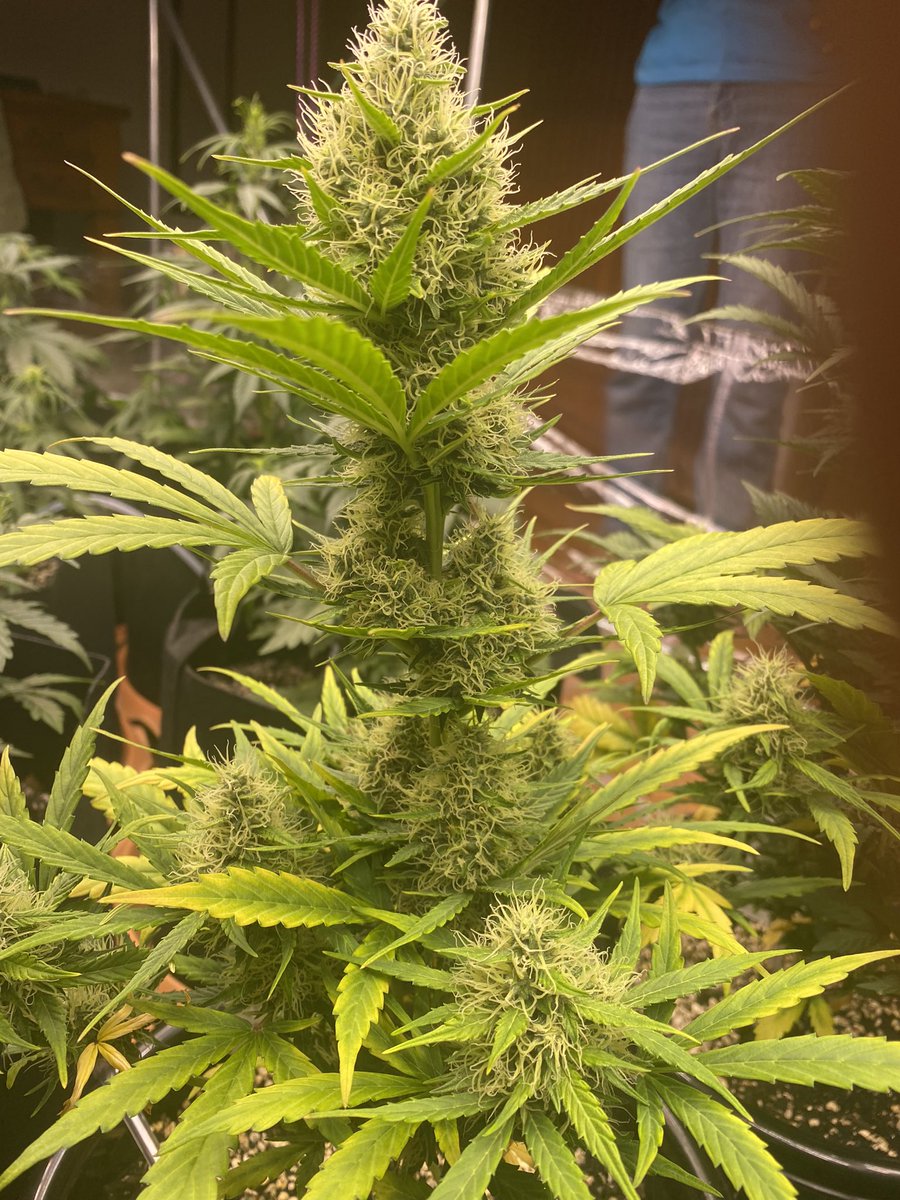 Dunc Stone tweet media