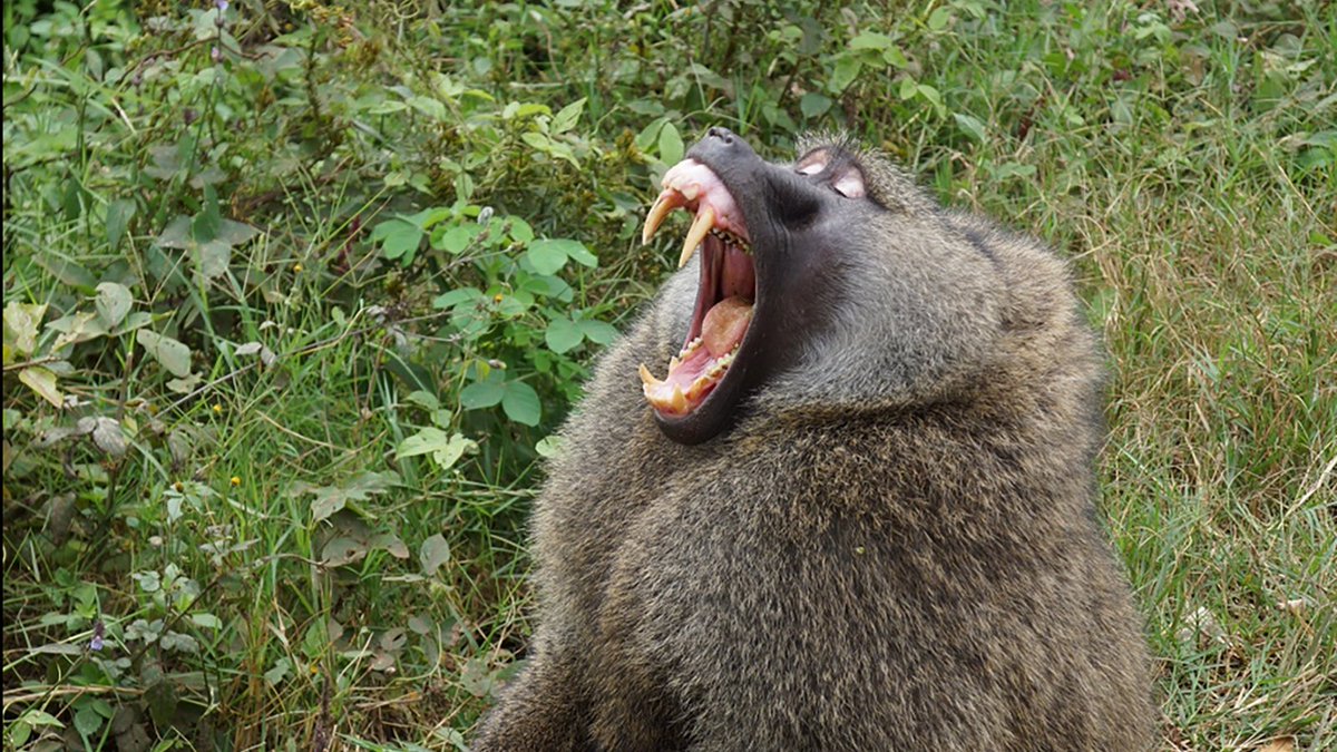 Size and shape of teeth reveal a lot about diet, life history, and even about the relationship between males and females. 
@PaleoTesla <a href="/theoldbones/">Marianne Brasil</a> @phonosynthate and I have a new paper in <a href="/PNASNews/">PNASNews</a> showing 
TEETH ALSO REVEAL INFO ABOUT PREGNANCY!
doi.org/10.1073/pnas.2…
<a href="/CENIEH/">CENIEH</a>