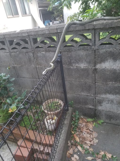 職場から出てすぐんとこにデカイアオダイショウがいた 