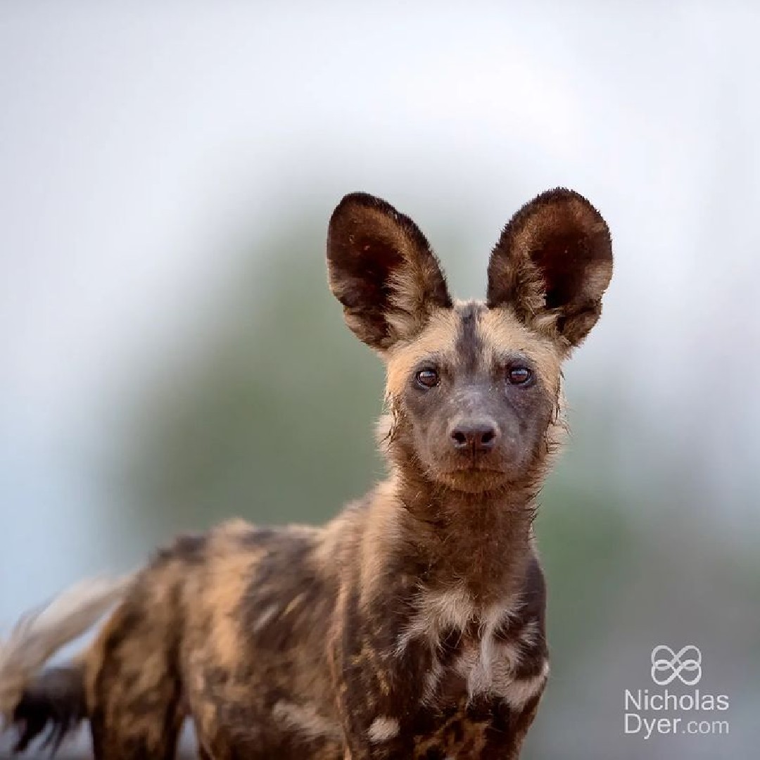Winesandwings's tweet photo. This 🦓🦁World Animal Day🐘🦇 we'd like to send a huge shout-out to @paintedwolfwines!

They've raised over R 3 million to the #conservation of #AfricanWildDogs 🐕

Get a bottle of their #awardwinning #wine at @sunbirdtourism @KayaMawaLodge @kumbalilodge https://t.co/zQfne0ACVe