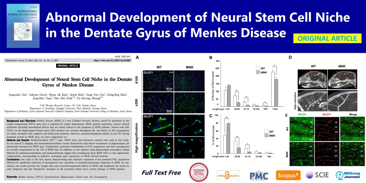 IntJStemCells's tweet photo. Abnormal Development of Neural Stem Cell Niche in the Dentate Gyrus of Menkes Disease
open access🌷https://t.co/mDkFEke5Xd
International Journal of Stem Cells 2022;15(3) Sung-kuk Cho
#Menkes_disease #ATP7A #Vascularization #Hippocampus #Neural_stem_cell #Neurogenesis https://t.co/7KYiG73lTZ