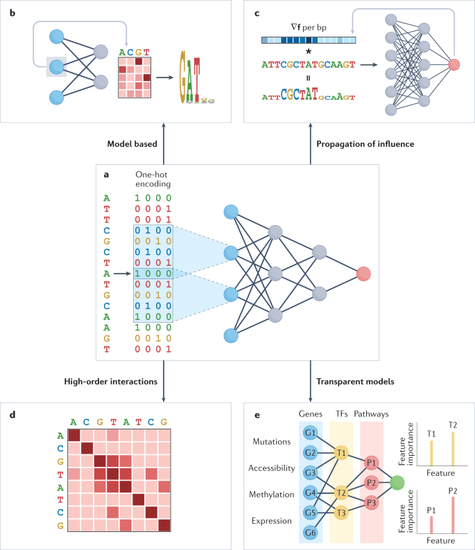 Artificial intelligence (#AI) models based on deep learning now represent the state of the art for making functional predictions in genomics research. However, the underlying basis on which predictive models make such predictions is often unknown.