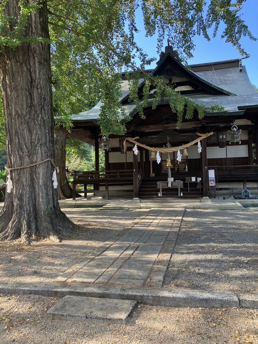 teojinja's tweet photo. 毎日お参りに来られるそうです。
銀杏拾いに四苦八苦しているのを見かねて、お手伝いしてくれたのだと思います😅
ありがたいです🙏 https://t.co/ZMlTeP38pm