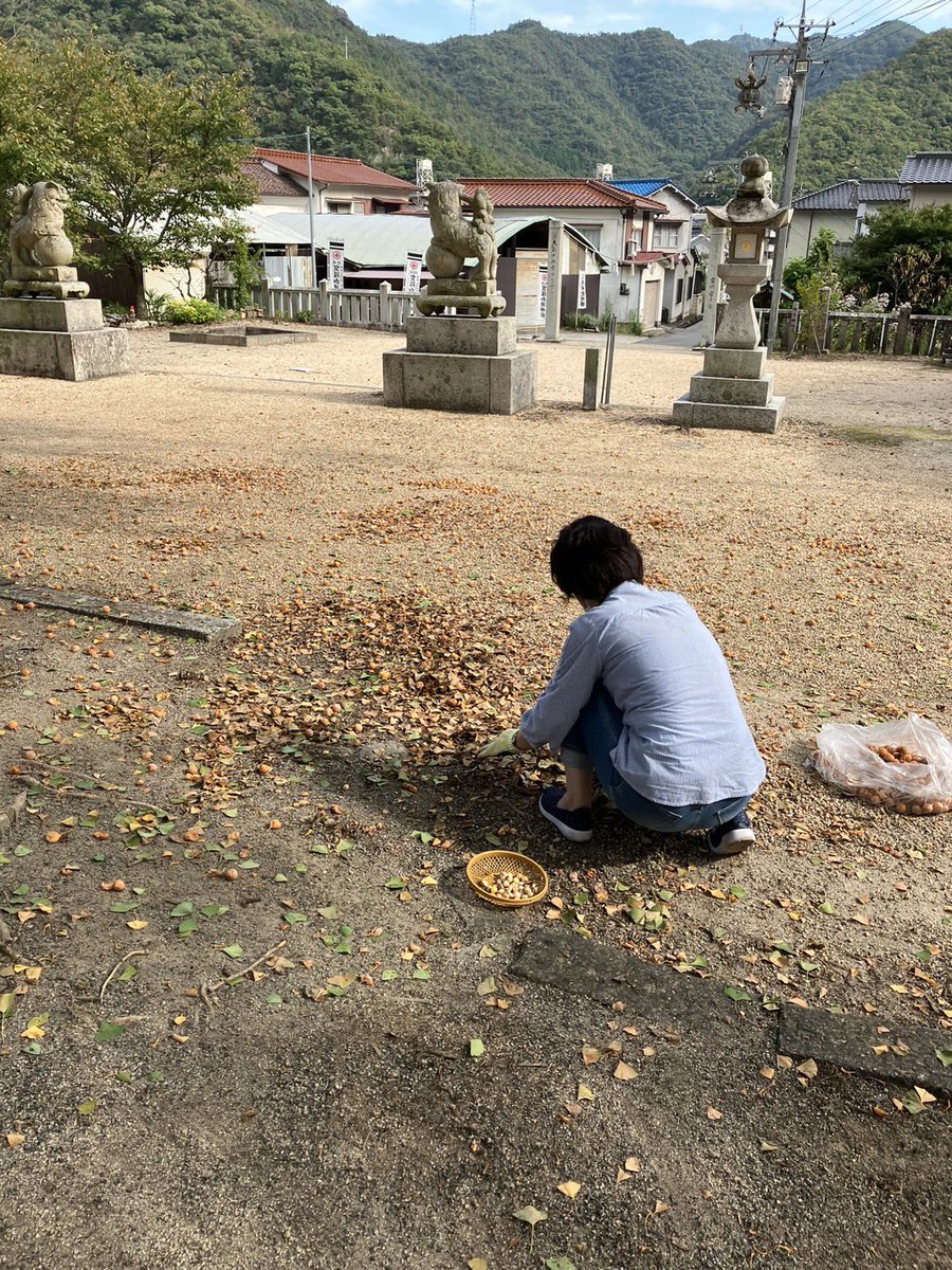 teojinja's tweet photo. 毎日お参りに来られるそうです。
銀杏拾いに四苦八苦しているのを見かねて、お手伝いしてくれたのだと思います😅
ありがたいです🙏 https://t.co/ZMlTeP38pm