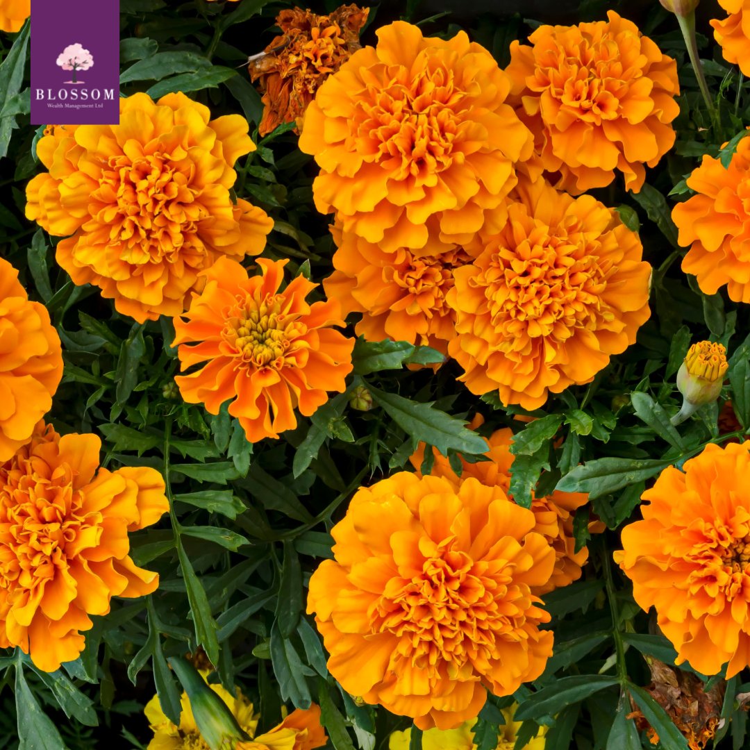 blossomwealth's tweet photo. Flower of the month: Marigolds 

#Blossomwealth #Flowers #financialplanning https://t.co/HBORhBlMnS