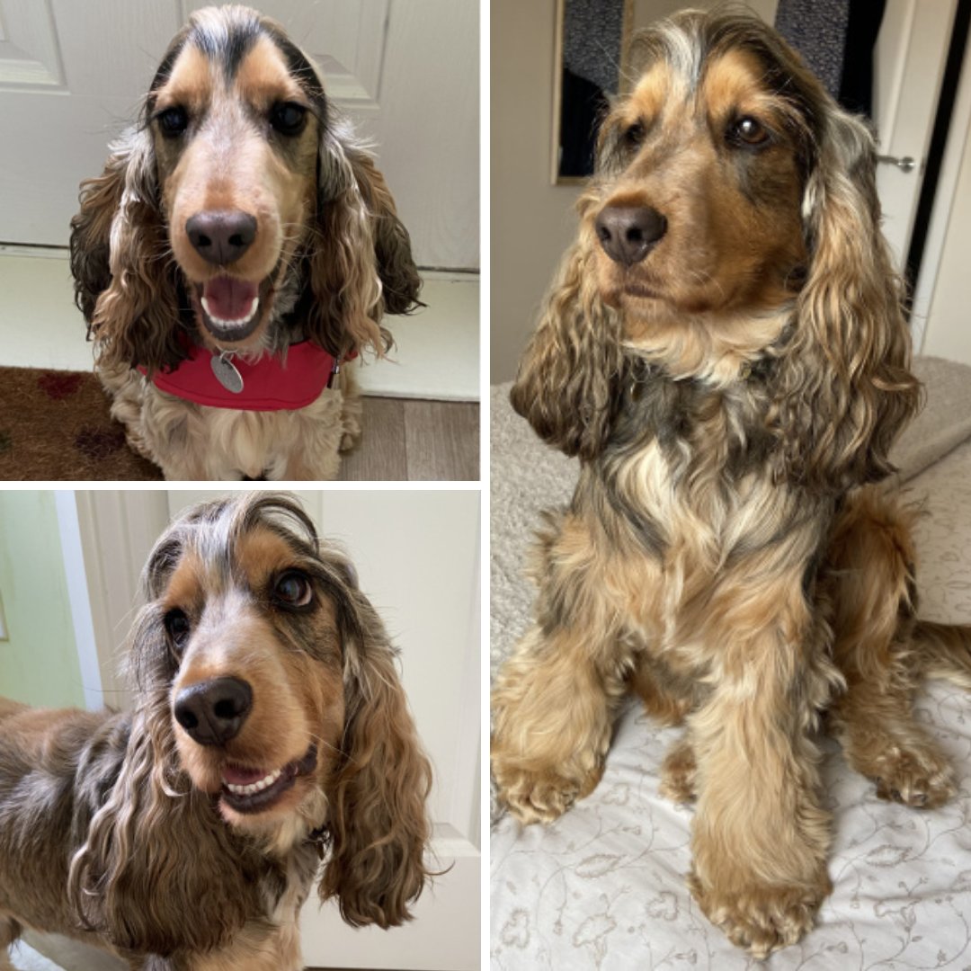 models_direct's tweet photo. We just love receiving picture updates especially from our Star Pets
Here is our pet model Reggie.
Reggie is a 2yr old Cocker Spaniel - keep up the great poses Reggie!
#modelsdirect #petmodelling #cockerpaniel #reggie #poses #pictures #portfolioupdate #starpets https://t.co/6QGYzoTckL