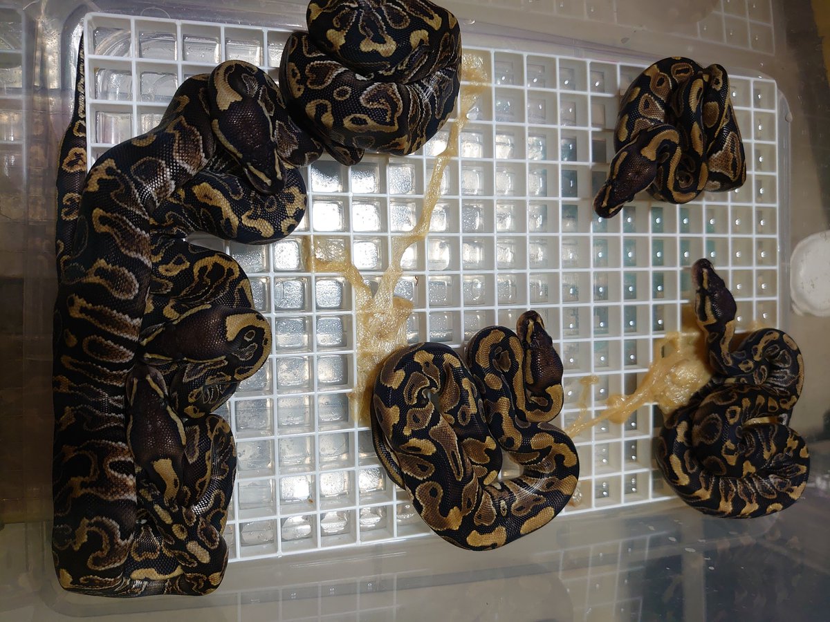 Bp_Loony's tweet image. GHI♀× Crypton♂
#ボールパイソン
#ballpython
#ghiballpython