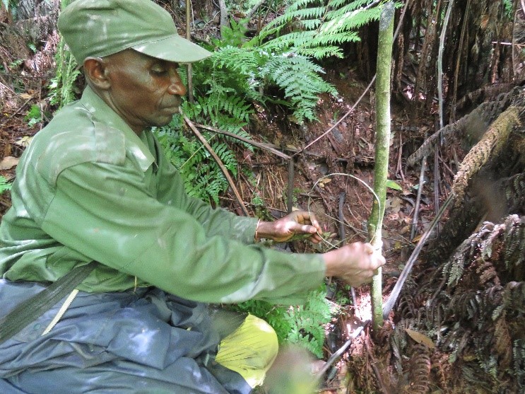 Primatexpertise's tweet photo. For more than 4 years, partnening with @WildEarthAllies we have been supporting #patrol & #snare dismantling activities in Grauers gorilla home range at #KBNP. Several snares dismantled & gorilla habitat cleared. No gorilla has been injured nor killed by snare since 2017. https://t.co/C6FD20W9Af