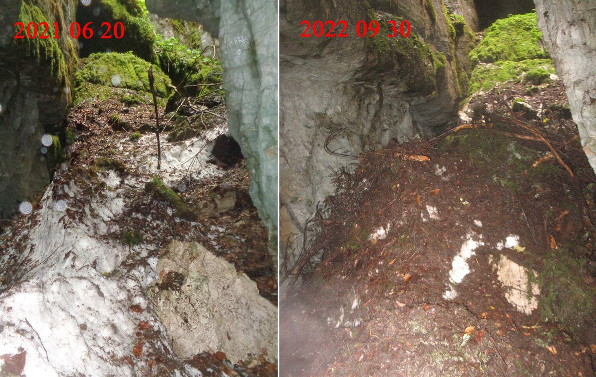 Jloth3's tweet photo. @shonephoto @NatGeoMag My self made snowpatch (Neigère ,1080m ASL near Crêt Monniot, Jura) still alive actually under debris
#snowpatch
https://t.co/FqxoI3Q13W
story ( 4 pages) here https://t.co/zqvCD9X2y2 https://t.co/Eo18aQyeYG