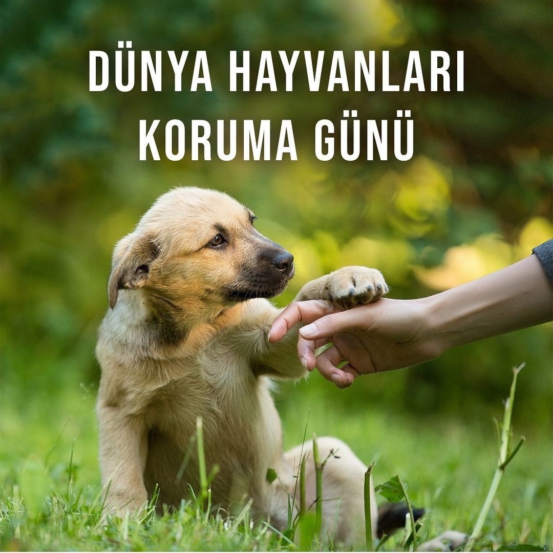 Dünya hayvanları koruma günü💚☘️🌿