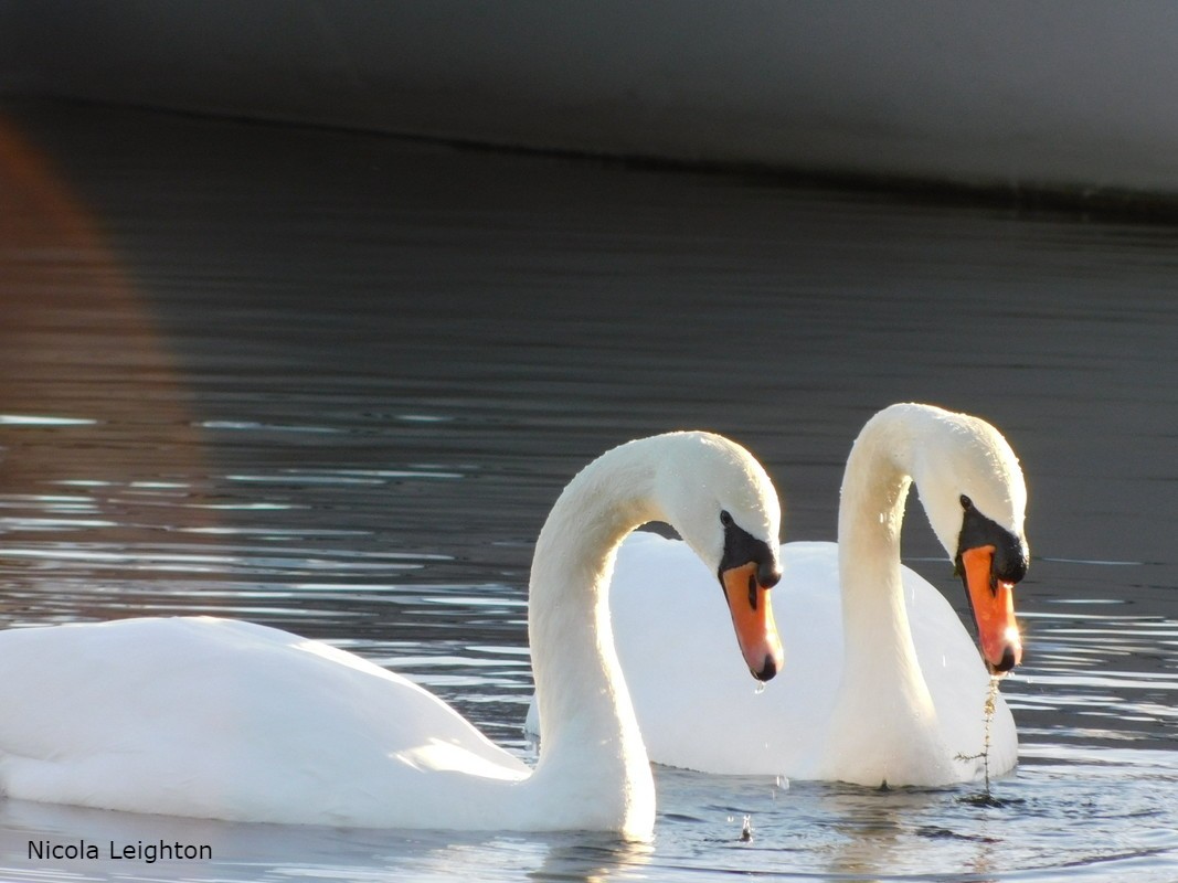 CanalRiverTrust tweet picture