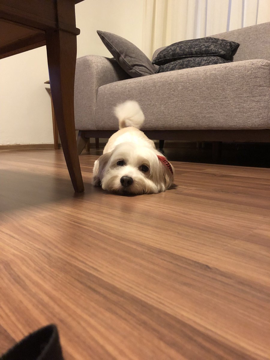 Dünyanın en güzel meleği. Günün kutlu olsun. Gittiğin yerde mutlusundur umarım, orada da buluşacağız söz 💞#4EkimHayvanlarıKorumaGünü