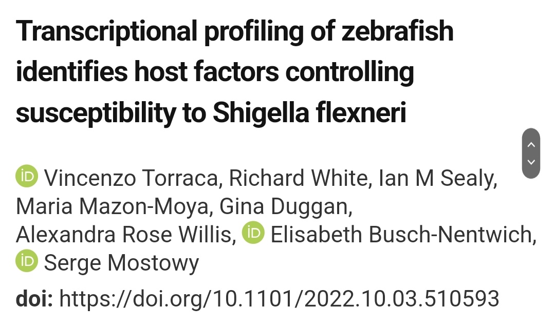 Vincenzo Torraca tweet media