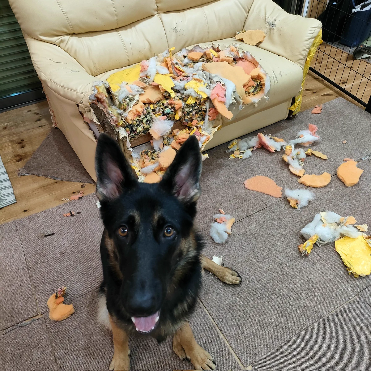 大型犬を飼おうか迷っている方へ！これが大型犬との暮らしです。