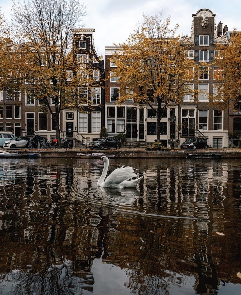 My Animal Book - Wild Animals | Thimble Toys, image size:828x1015