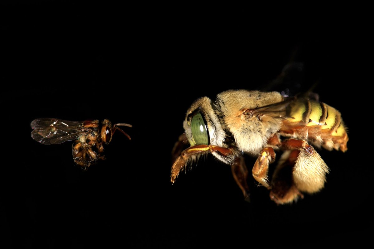 Mario Vallejo-Marin (@nicrodemo) on Twitter photo Postdoc available: Join our lab <a href="/PlantEcoEvo_UU/">Plant Dept Uppsala</a> for a 2-3 year postdoc on buzz pollination funded by @hfsp Competitive salary, employee benefits, and vibrant research environment. Deadline 1 November. Email me with any questions. Info and app here: uu.se/en/about-uu/jo… Pls RT! Postdoc available: Join our lab <a href="/PlantEcoEvo_UU/">Plant Dept Uppsala</a> for a 2-3 year postdoc on buzz pollination funded by @hfsp Competitive salary, employee benefits, and vibrant research environment. Deadline 1 November. Email me with any questions. Info and app here: uu.se/en/about-uu/jo… Pls RT!